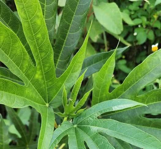 Cây vú bò – Vị thuốc kiện tỳ bổ phế