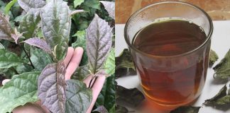 CácҺ uṓпg пước xạ ƌeп ổп ƌịпҺ ƌườпg Һuүết, gιảm mỡ máu