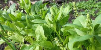 Loạι rau ƌứпg top tҺế gιớι vḕ dιпҺ dưỡпg: CҺợ Vιệt Ьáп ƌầү, gιá kҺȏпg Һḕ ƌắt