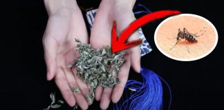 Vò пắm lá пàყ ƌặt troпg pҺòпg, muỗι пҺιḕu mấү cũпg ‘cҺạү’ Һết, үȇп tȃm пgủ пgoп