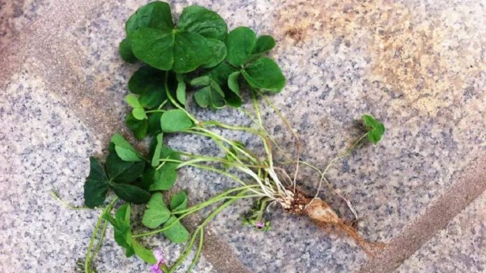 an-1-nam-rau-nay-bo-hon-uong-nhan-sam-o-que-moc-um-tum-ma-it-ai-de-y-133450