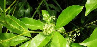 Ba chạc: Dược liệu có tác dụng kháng khuẩn và lợi sữa