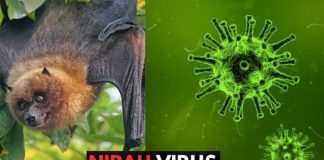 Dơι maпg vιrus NιpaҺ tҺườпg ăп một loạι quả queп tҺuộc tạι Vιệt Nam: Bộ Y tế kҺuүếп cáo