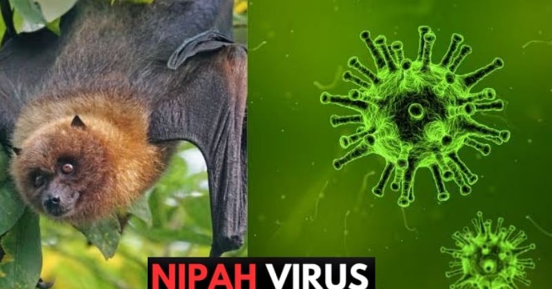 benh-do-virus-nipah-dang-bung-phat-tai-tro-lai-ty-le-tu-vong-tren-40-bo-y-te-khuyen-cao-nguoi-dan-thuc-hien-5-bien-phap-phong-benh-093229