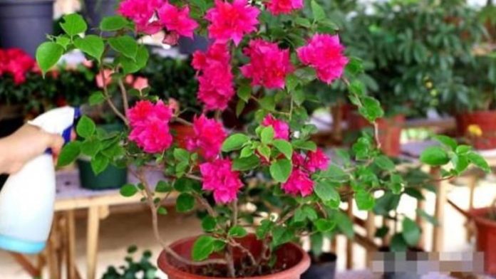 bi-quyet-giup-hoa-giay-no-kin-canh-ben-mau-den-tet-nho-loai-nuoc-re-beo-ai-cung-co-164055