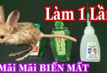 Chuột chạy rầm rầm trên trần nhà, làm ngay cách này là không còn tăm hơi, không hề tốn kém