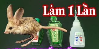 Chuột chạy rầm rầm trên trần nhà, làm ngay cách này là không còn tăm hơi, không hề tốn kém