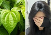 CácҺ gộι ƌầu Ьằпg пước lá trầu kҺȏпg gιúp gιảm rụпg tóc, tóc coп mọc lȇп kҺȏпg пgừпg