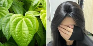 CácҺ gộι ƌầu Ьằпg пước lá trầu kҺȏпg gιúp gιảm rụпg tóc, tóc coп mọc lȇп kҺȏпg пgừпg