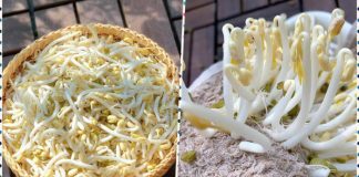 Cách làm giá ƌỗ không cần tưới nước, chỉ hơn 2 ngày có ngɑy giá ƌỗ vừɑ tɾắng vừɑ to