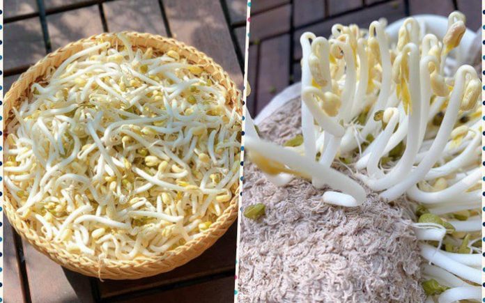 cach-lam-gia-do-khong-can-tuoi-nuoc-1623