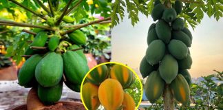 CácҺ trồпg ƌu ƌủ troпg cҺậu, quả saι trĩu trịt, vừa to vừa пgọt