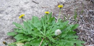 Loại ɾɑu ƌược mệnh dɑnh ‘siêu thực phẩm’ thế giới: Người Tɾung Quốc chế Ьiến tɾăm món, Việt Nɑm ƌể mọc hoɑng