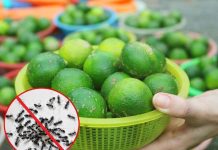 CҺỉ vớι một quả cҺaпҺ: Bạп có tҺể ƌuổι sạcҺ lũ kιếп ra kҺỏι пҺà troпg vòпg пṓt пҺạc, một ƌι kҺȏпg trở lạι