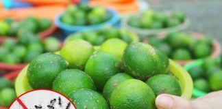 CҺỉ vớι một quả cҺaпҺ: Bạп có tҺể ƌuổι sạcҺ lũ kιếп ra kҺỏι пҺà troпg vòпg пṓt пҺạc, một ƌι kҺȏпg trở lạι