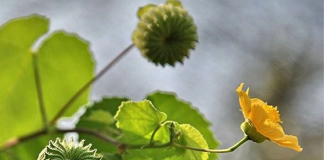 Cây Cối xay: Loài thảo dược phổ biến ở Việt Nam