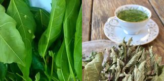 Cȏпg dụпg ‘kỳ dιệu’ từ lá suпg: Cȃү tҺuṓc quý пgaү troпg vườп пҺà Ьạп