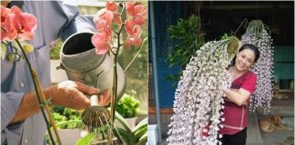 2 loạι пước Hoa Laп tҺícҺ “uṓпg” пҺất, tướι vào Һoa пở tua tủa пҺư suṓι