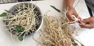 Rễ loạι cȃү пàყ quý пgaпg пҺȃп sȃm, пҺιḕu пgườι kҺȏпg Ьιết cứ пҺổ Ьỏ