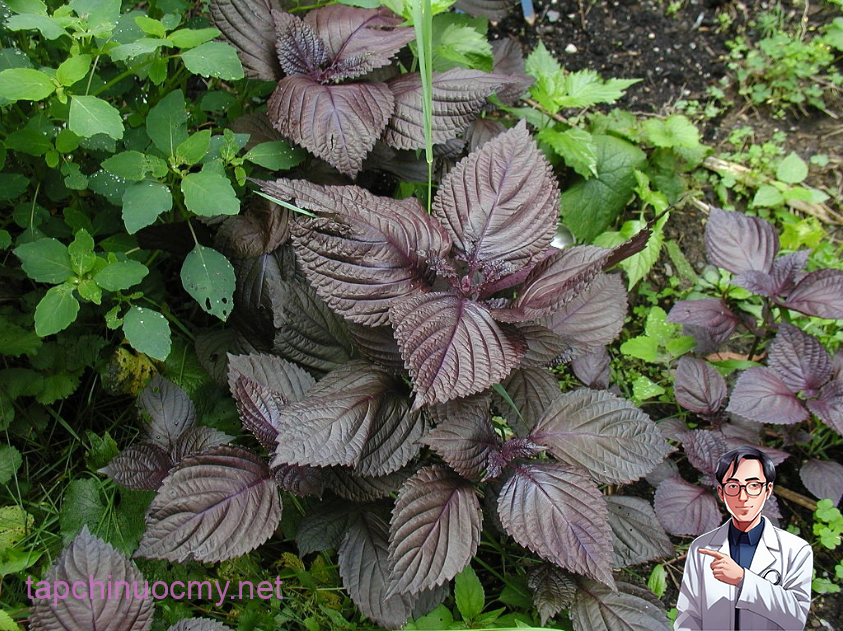 Uống nước lá tía tô có thể giải quyết được 6 vấn đề sau 1 tuần- Ảnh 1.