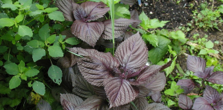 Uống nước lá tía tô có thể giải quyết được 6 vấn đề sau 1 tuần