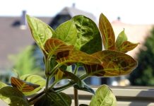 Lá mơ lông có tác dụng gì? Cách dùng lá mơ chăm sóc sức khỏe