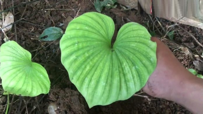 loai-cay-chi-ra-1-la-duy-nhat-trong-doi-moc-o-nui-da-quy-gia-ngang-nhan-sam-153653