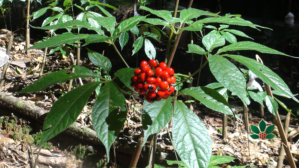 Loài cȃy quý hiḗm, ᵭắt ᵭỏ bậc nhất thḗ giới, chỉ có duy nhất ở Việt Nam- Ảnh 1.