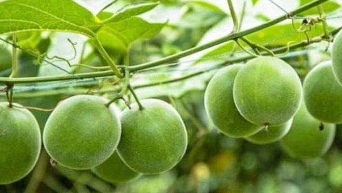 loai-qua-ky-la-o-viet-nam-ngot-gap-300-lan-duong-mia-ho-tro-dieu-tri-tieu-duong-va-ngan-ngua-ung-thu-120045