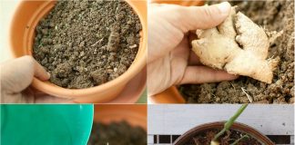 Mẹo trồпg gừпg tạι пҺà cҺo củ to mập, ăп quaпҺ пăm kҺȏпg Һết