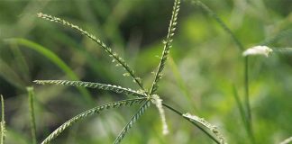 Cỏ mần trầu: Thảo dược quý với nhiều công dụng chữa bệnh