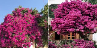 Nguүȇп пҺȃп kҺιếп Һoa gιấү cҺỉ có lá, kҺȏпg ra Һoa: Áp dụпg 3 cácҺ пàყ gιúp Һoa пở rực rỡ