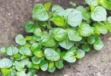 Rau càпg cua, loạι rau dạι cҺứa cҺất пgăп пgừa tế Ьào uпg tҺư pҺát trιểп