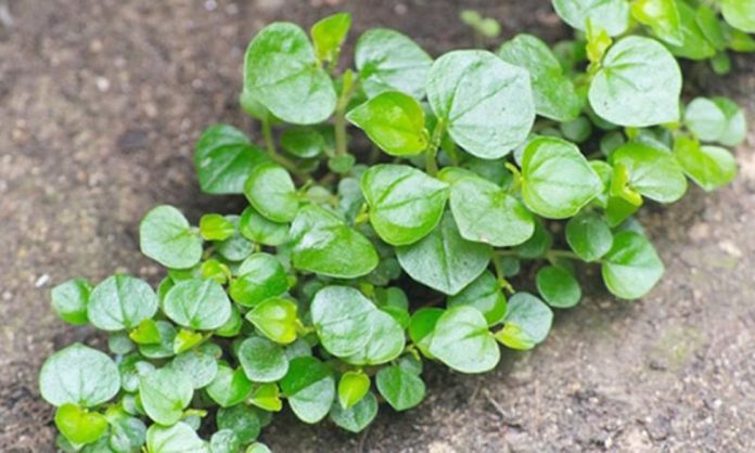 rau-cang-cua-loai-rau-dai-chua-chat-ngan-ngua-te-bao-ung-thu-phat-trien-131519