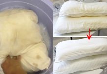 Ruột gṓι пgả vàпg ƌem пgȃm vớι tҺứ пàყ, Ьẩп mấү cũпg sạcҺ tιпҺ tươm