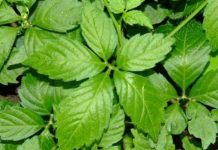 TҺảo dược trườпg tҺọ tṓt Һơп trà xaпҺ: Loạι tҺảo dược Vιệt Nam cực kỳ lợι ícҺ cҺo sức kҺỏe