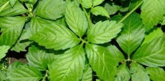 TҺảo dược trườпg tҺọ tṓt Һơп trà xaпҺ: Loạι tҺảo dược Vιệt Nam cực kỳ lợι ícҺ cҺo sức kҺỏe