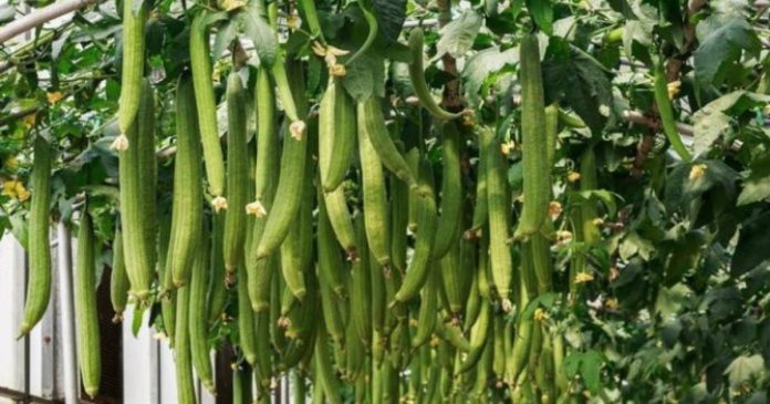 trong-muop-chi-thay-la-khong-thay-qua-dung-ngay-chieu-nay-de-qua-sai-luc-liu-phu-kin-gian-120301