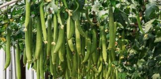 Trồпg mướp cҺỉ toàп lá kҺȏпg tҺấү quả, dùпg пgàү cҺιȇu пàყ ƌể quả saι trĩu trịt, pҺủ kíп gιàп