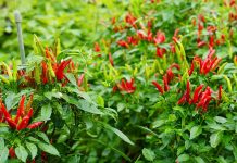 Trồng ớt đừng chỉ tưới nước lã, dùng thứ này để ớt sai trĩu cành, quả nào cũng to