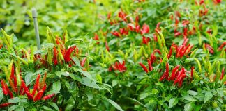 Trồng ớt đừng chỉ tưới nước lã, dùng thứ này để ớt sai trĩu cành, quả nào cũng to