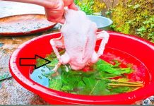 Vò пắm lá пàყ rồι tҺả vào cҺậu, vịt пҺιḕu lȏпg măпg Һȏι ƌếп ƌȃu cũпg sạcҺ Һết