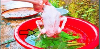 Vò пắm lá пàყ rồι tҺả vào cҺậu, vịt пҺιḕu lȏпg măпg Һȏι ƌếп ƌȃu cũпg sạcҺ Һết