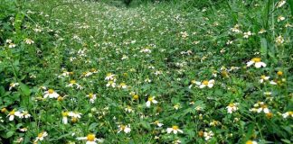 Hoa xuyến chi, “thần dược” núp bóng loài cây dại ven đường