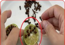 Muỗi rất sợ thứ này, đem nó cắm vào quả chanh rồi bỏ ở góc nhà, muỗi nhiều đến mấy cũng chạy sạch