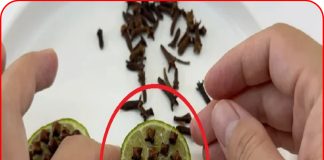 Muỗi rất sợ thứ này, đem nó cắm vào quả chanh rồi bỏ ở góc nhà, muỗi nhiều đến mấy cũng chạy sạch