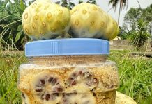 Nhàu ngâm đường phèn – Bài thuốc chứa nhiều công dụng tuyệt vời