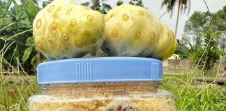 Nhàu ngâm đường phèn – Bài thuốc chứa nhiều công dụng tuyệt vời