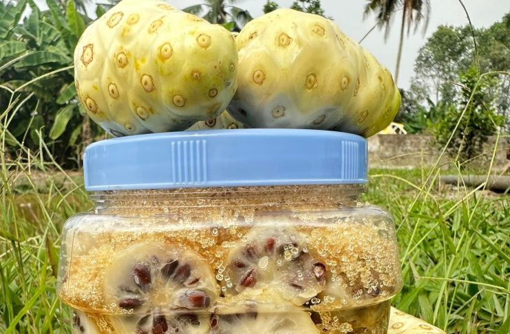 Nhàu ngâm đường phèn – Bài thuốc chứa nhiều công dụng tuyệt vời