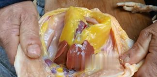 Phần thịt gà dinh dưỡng “đắt hơn giá vàng” nhưng lại hay bị người Việt vứt bỏ